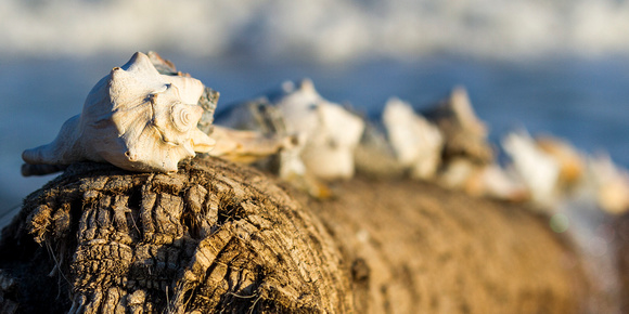 Sea Shells on Edisto Island