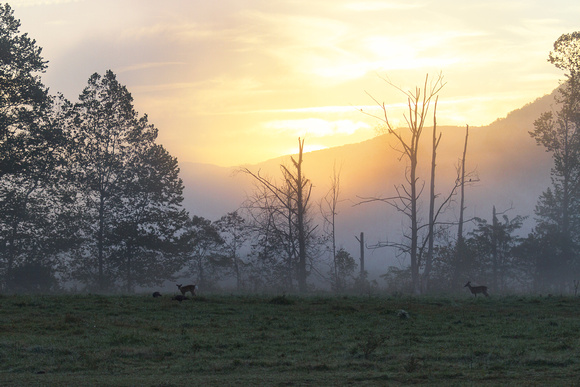 Cades Cove Glory