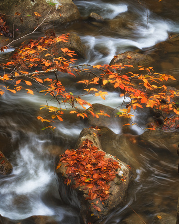 Hanging Onto Autumn